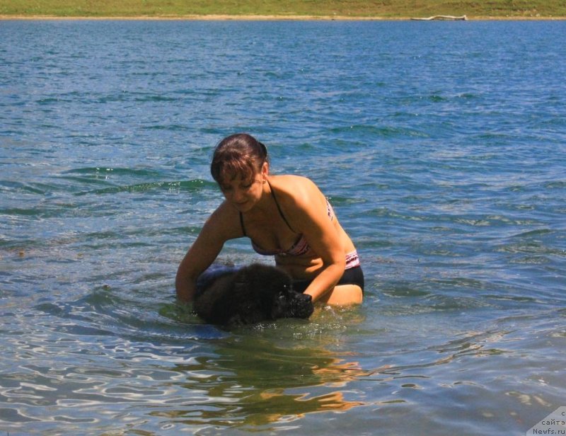 Фото: ньюфаундленд Бегущая по Волнам Елегант Елизабетх, Екатерина Харченко