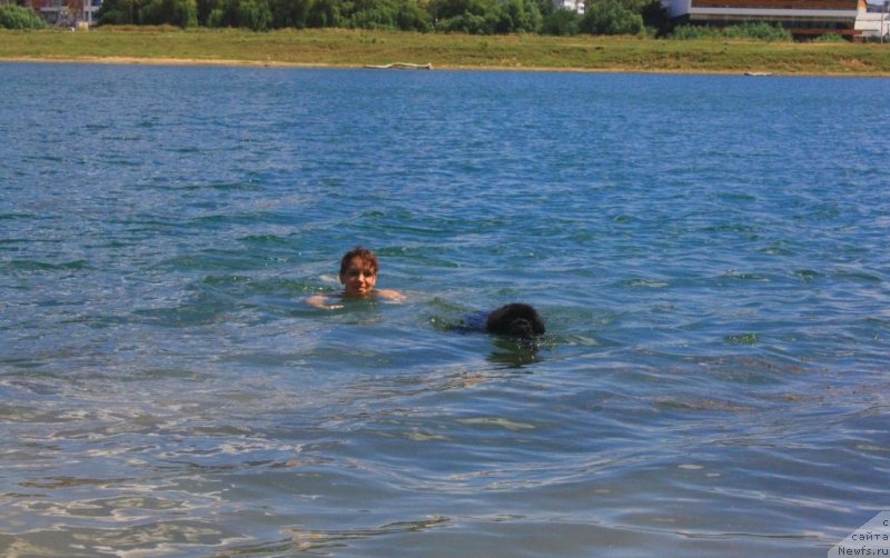 Фото: ньюфаундленд Бегущая по Волнам Елегант Елизабетх, Екатерина Харченко