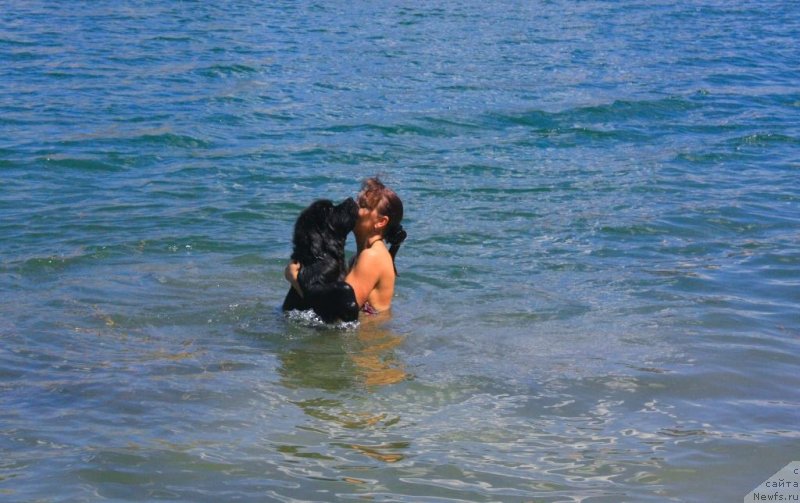 Фото: ньюфаундленд Бегущая по Волнам Елегант Елизабетх, Екатерина Харченко