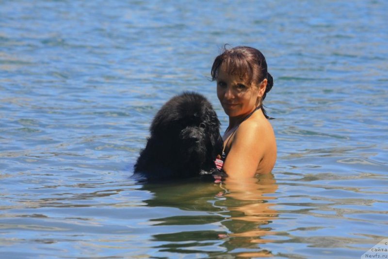 Фото: ньюфаундленд Бегущая по Волнам Елегант Елизабетх, Екатерина Харченко