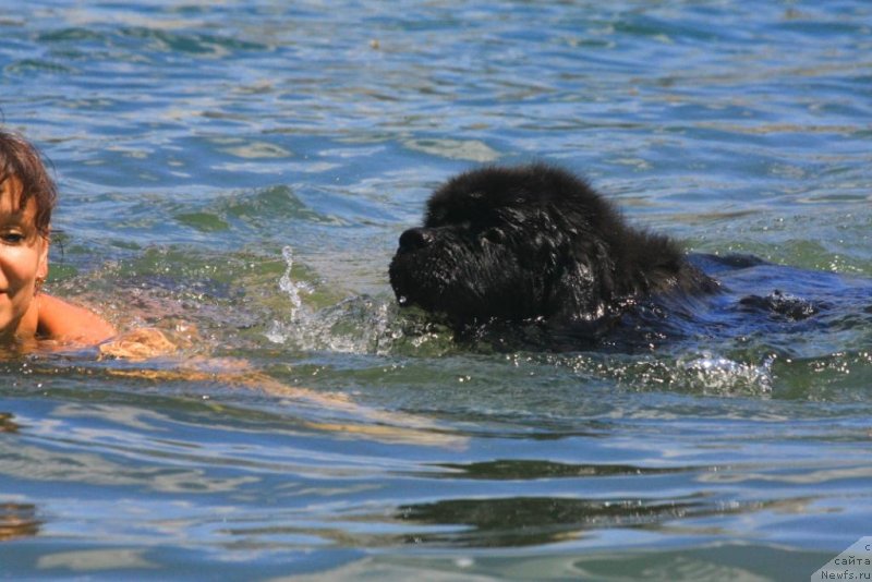 Фото: ньюфаундленд Бегущая по Волнам Елегант Елизабетх