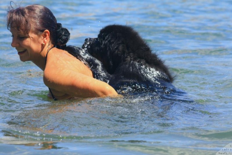 Фото: ньюфаундленд Бегущая по Волнам Елегант Елизабетх, Екатерина Харченко