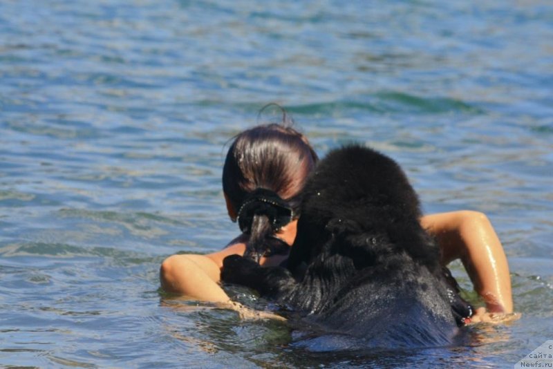 Фото: ньюфаундленд Бегущая по Волнам Елегант Елизабетх, Екатерина Харченко