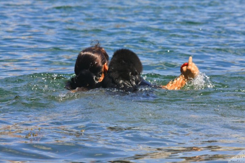 Фото: ньюфаундленд Бегущая по Волнам Елегант Елизабетх, Екатерина Харченко