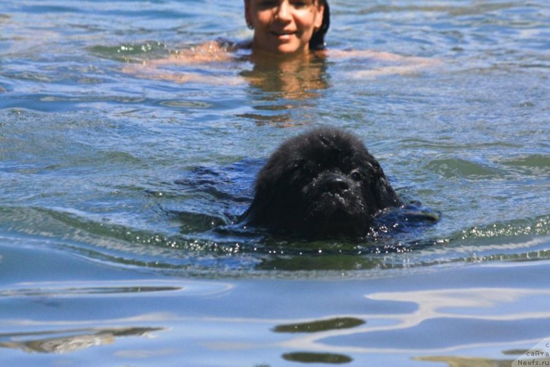 Фото: ньюфаундленд Бегущая по Волнам Елегант Елизабетх, Екатерина Харченко