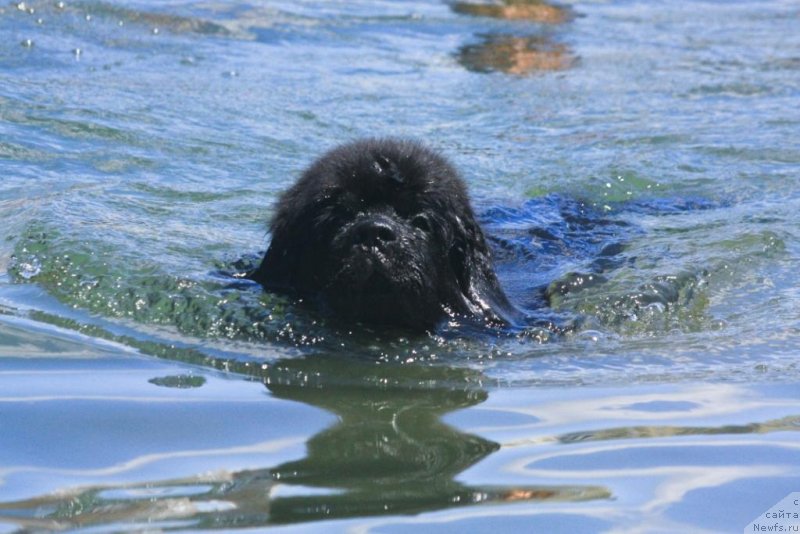 Фото: ньюфаундленд Бегущая по Волнам Елегант Елизабетх