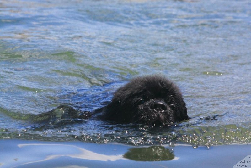 Фото: ньюфаундленд Бегущая по Волнам Елегант Елизабетх
