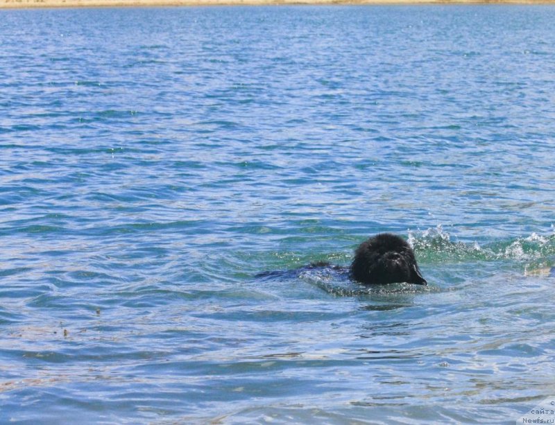 Фото: ньюфаундленд Бегущая по Волнам Елегант Елизабетх