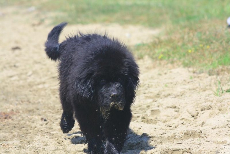 Фото: ньюфаундленд Бегущая по Волнам Елегант Елизабетх