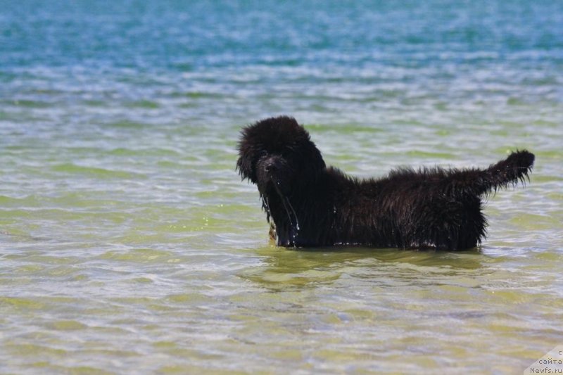Фото: ньюфаундленд Бегущая по Волнам Елегант Елизабетх