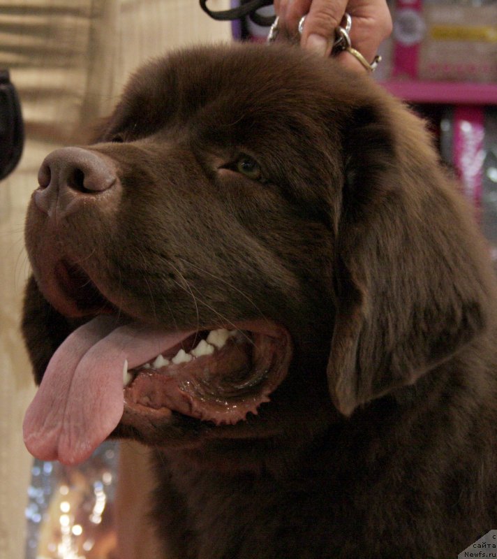 Фото: ньюфаундленд Акватория Келвин Хизер Хани (Aquatoriya Kelvin Heather Honey)