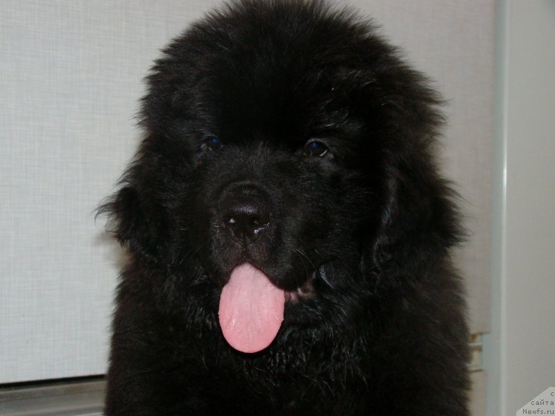 Фото: ньюфаундленд Смигар Львиное Сердце