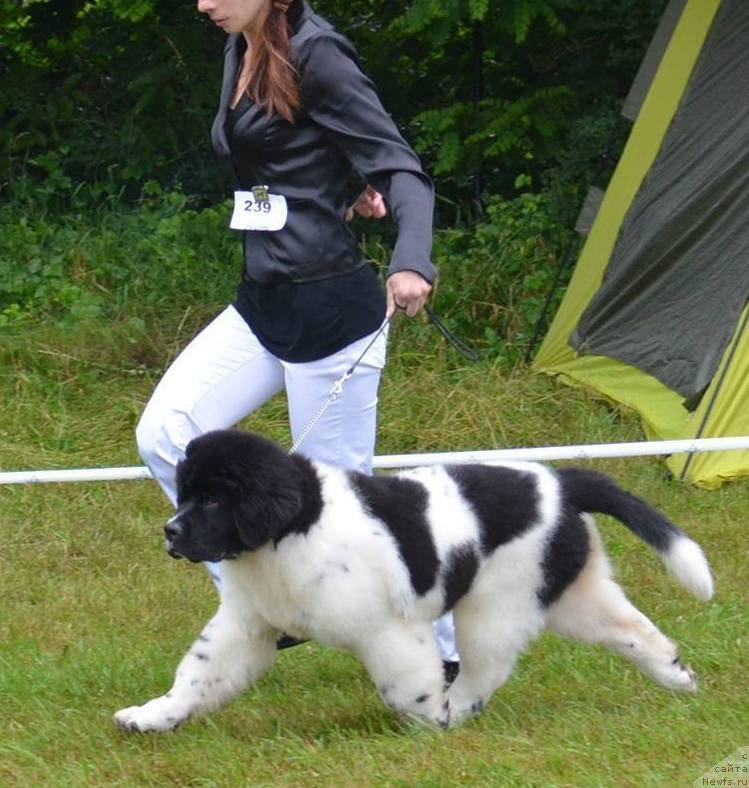 Фото: ньюфаундленд Черная Мафия Зебра Тиме (Chernaya Mafia Zebra Time)