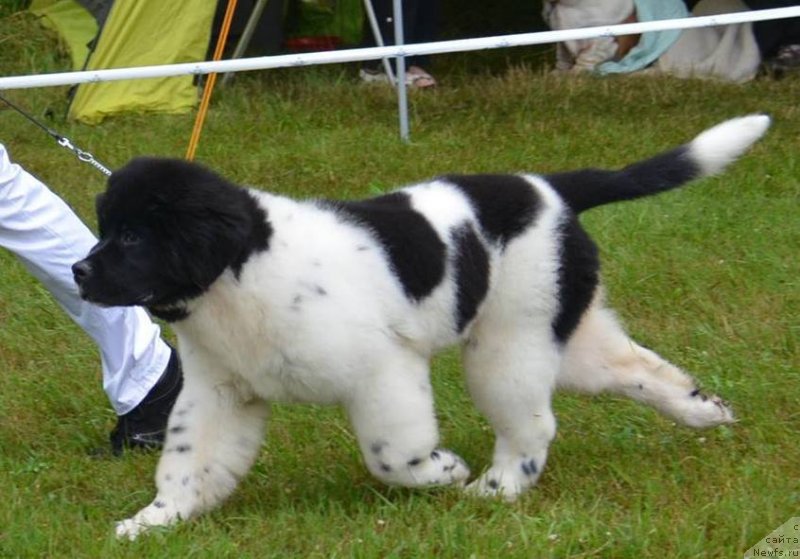 Фото: ньюфаундленд Черная Мафия Зебра Тиме (Chernaya Mafia Zebra Time)