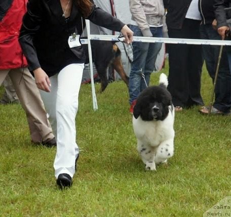 Фото: ньюфаундленд Черная Мафия Зебра Тиме (Chernaya Mafia Zebra Time)