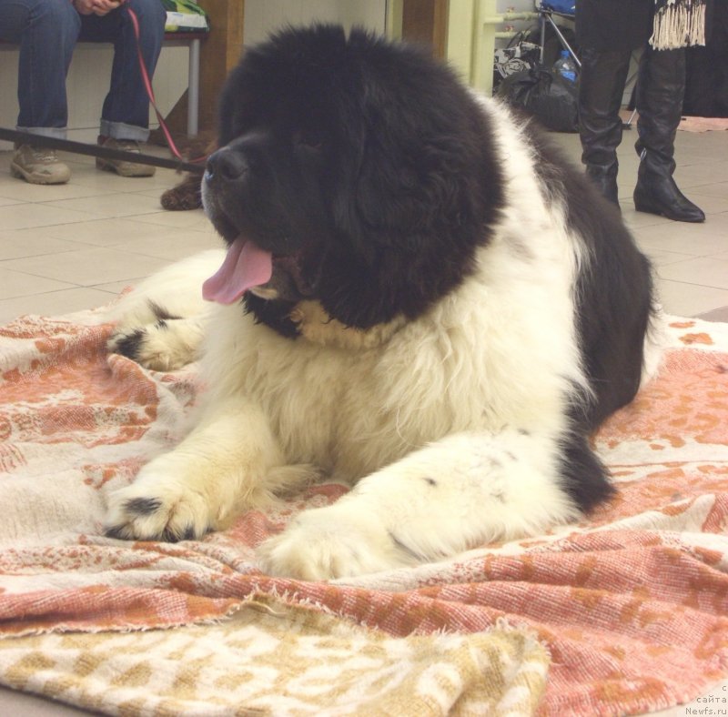 Фотография № 129783