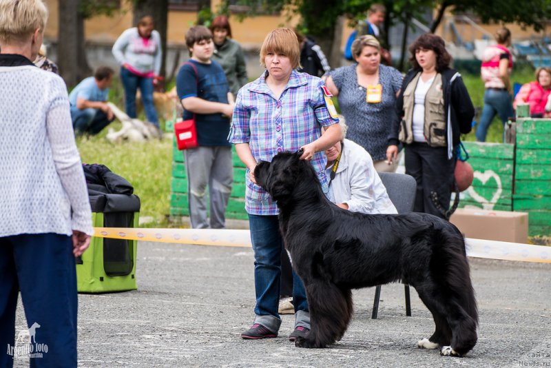 Фото: Наталия Снигирева, ньюфаундленд Супер Бизон Индия