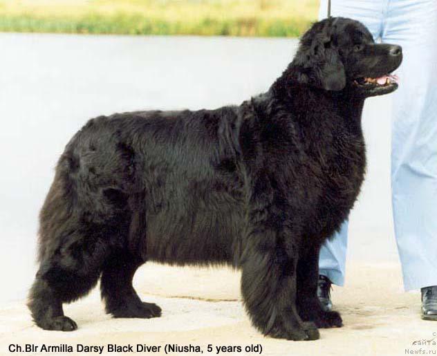 Фото: ньюфаундленд Армилла Дарси Блэк Дайвер
