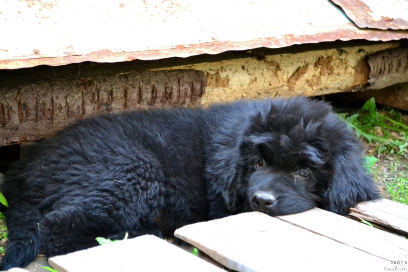 Фото: ньюфаундленд Ванилла Кока-Кола