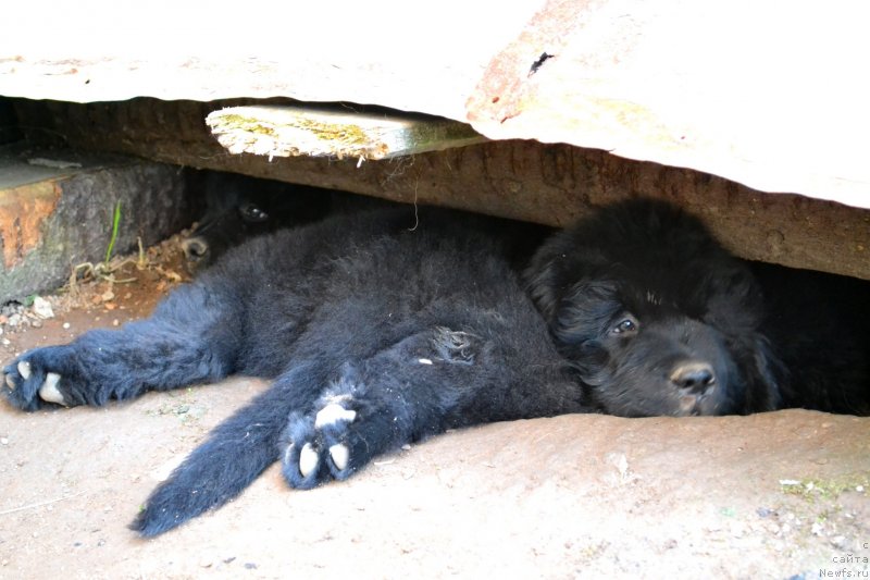 Фото: ньюфаундленд Ванилла Кока-Кола, ньюфаундленд Винсент Друкки Интригант