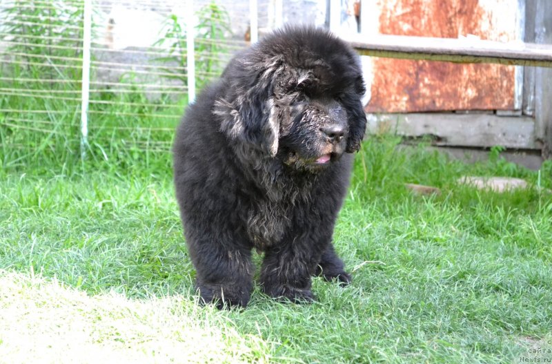 Фото: ньюфаундленд Винсент Друкки Интригант