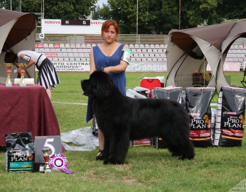 Фото: ньюфаундленд Wings of Glory Nuo Ozo Kalvu