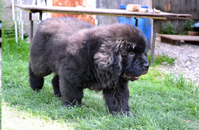 Фото: ньюфаундленд Винсент Друкки Интригант