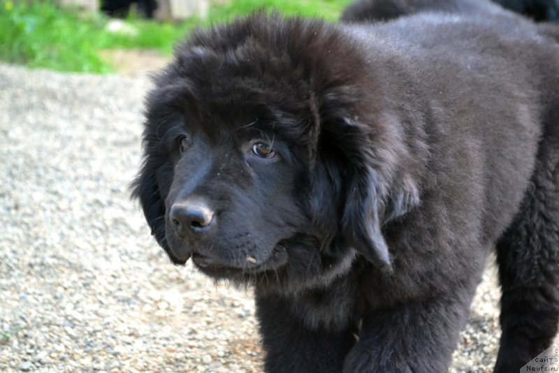 Фото: ньюфаундленд Вавилония Бест