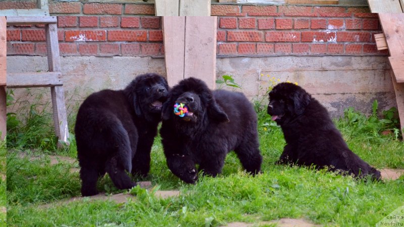 Фото: ньюфаундленд Вавилония Бест, ньюфаундленд Винсент Друкки Интригант, ньюфаундленд Ванилла Кока-Кола