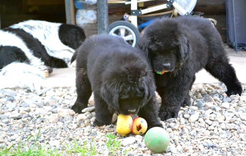 Фото: ньюфаундленд Ванилла Кока-Кола, ньюфаундленд Винсент Друкки Интригант