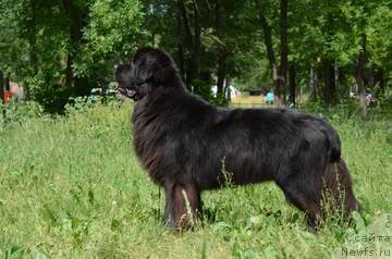 Фото: ньюфаундленд Кипер Соул Лайон Хэерт