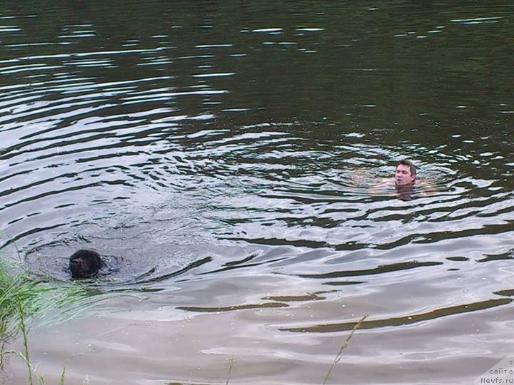 Фото: ньюфаундленд Ван Лен Тайм Олдер