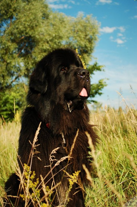 Фото: ньюфаундленд Кипер Соул Лайон Хэерт