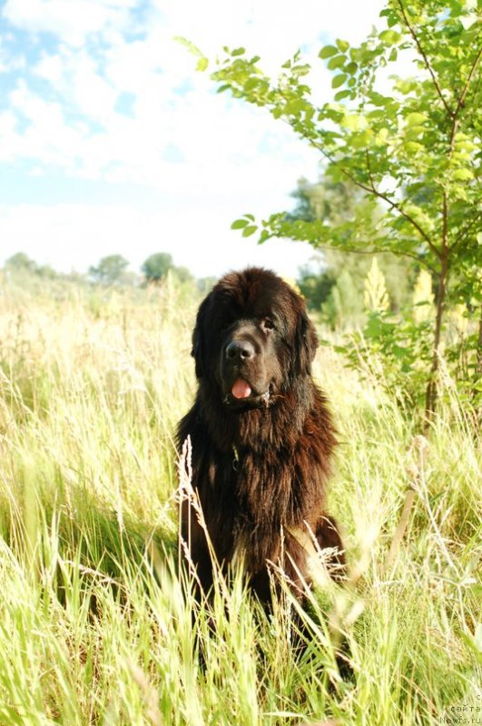 Фото: ньюфаундленд Кипер Соул Лайон Хэерт