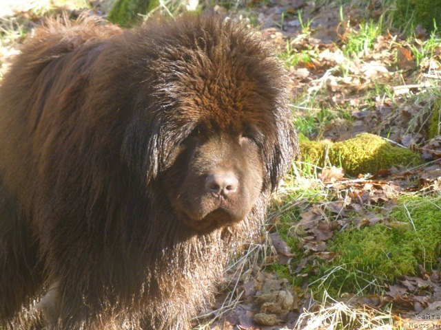 Фото: ньюфаундленд Хелло Ай Эм Царь с Берега Дона (Hello I am Czar s Berega Dona)