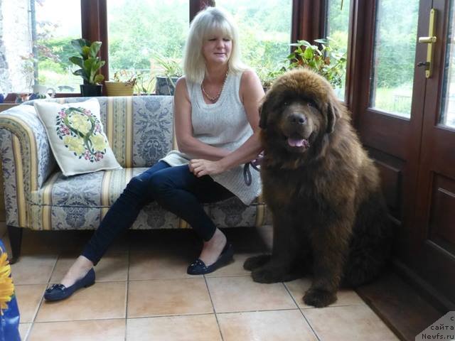 Фото: ньюфаундленд Хелло Ай Эм Царь с Берега Дона (Hello I am Czar s Berega Dona)