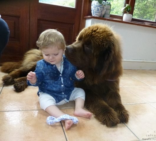 Фото: ньюфаундленд Хелло Ай Эм Царь с Берега Дона (Hello I am Czar s Berega Dona)