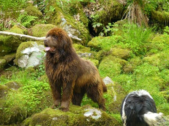 Фото: ньюфаундленд Хелло Ай Эм Царь с Берега Дона (Hello I am Czar s Berega Dona)