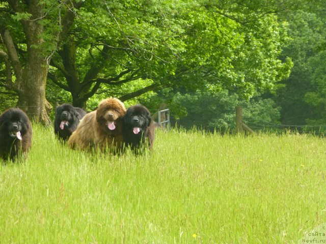 Фото: ньюфаундленд Хелло Ай Эм Царь с Берега Дона (Hello I am Czar s Berega Dona)