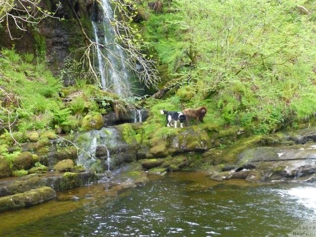 Фото: ньюфаундленд Хелло Ай Эм Царь с Берега Дона (Hello I am Czar s Berega Dona)