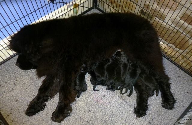 Фото: ньюфаундленд Хелло Ай Эм Царь с Берега Дона (Hello I am Czar s Berega Dona), стал отцом!