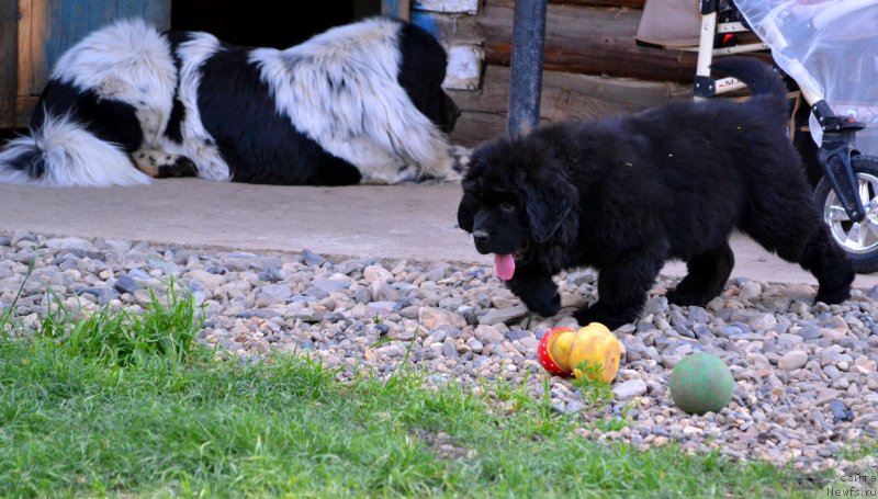 Фото: ньюфаундленд Супер Бизон Екатеринбург (Super Bizon Ekaterinburg), ньюфаундленд Ванилла Кока-Кола