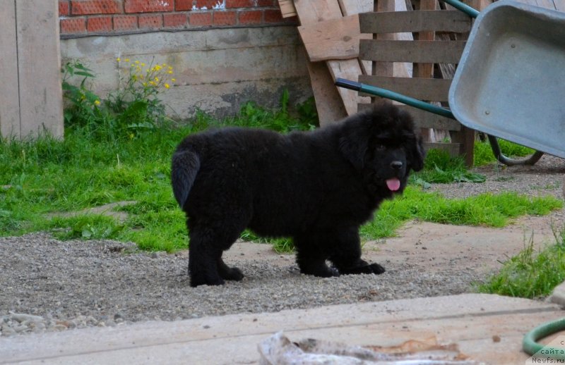 Фото: ньюфаундленд Ванилла Кока-Кола