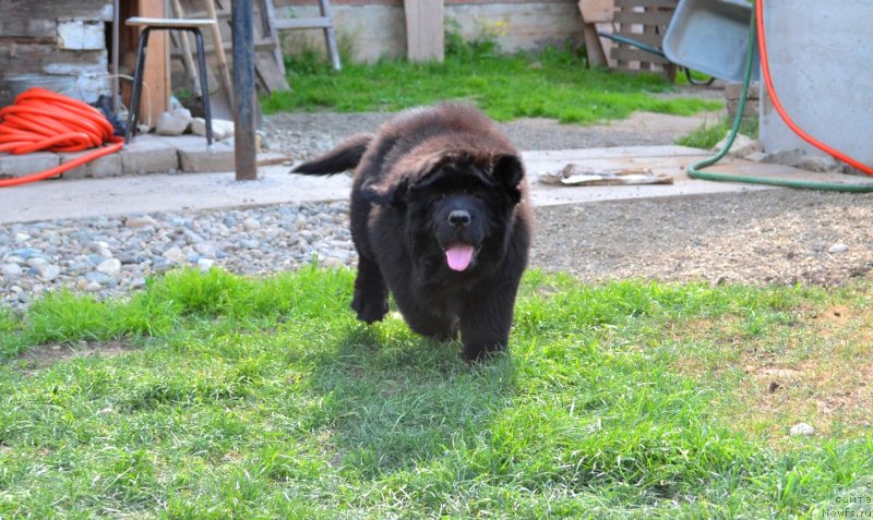 Фото: ньюфаундленд Ванилла Кока-Кола