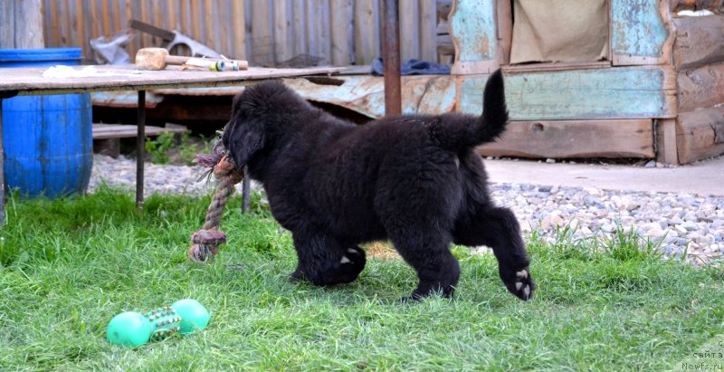 Фото: ньюфаундленд Вавилония Бест