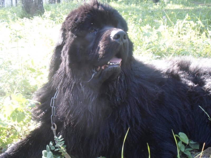 Фото: ньюфаундленд Блэк Даймонд из Аркаима