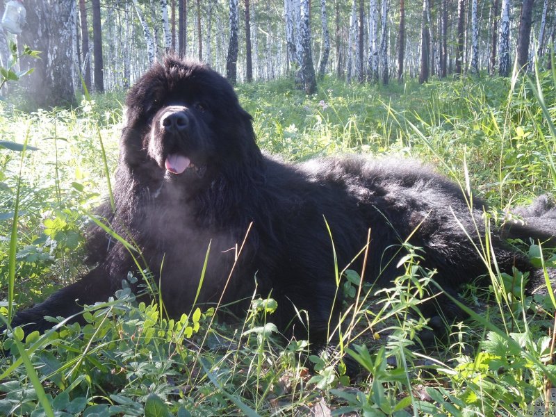 Фото: ньюфаундленд Блэк Даймонд из Аркаима