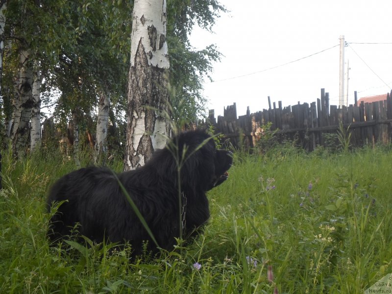 Фото: ньюфаундленд Блэк Даймонд из Аркаима