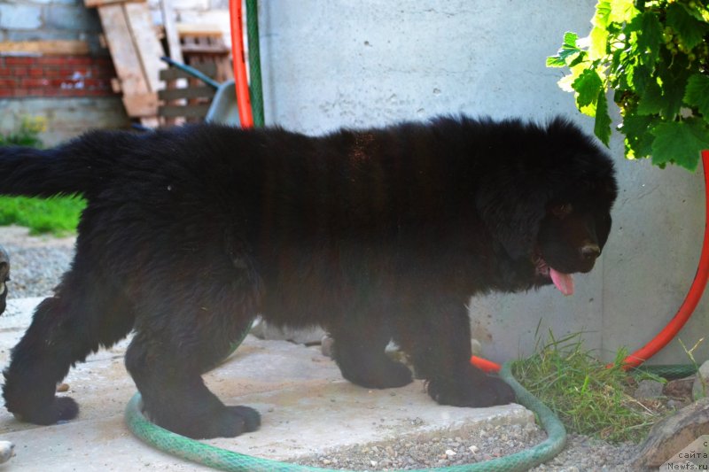 Фото: ньюфаундленд Ванилла Кока-Кола