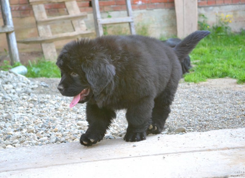 Фото: ньюфаундленд Ванилла Кока-Кола